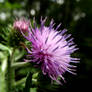 Thistle