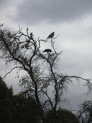 Crows