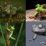 frog - design and 3d