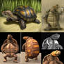 turtle - design and 3d