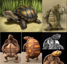 turtle - design and 3d