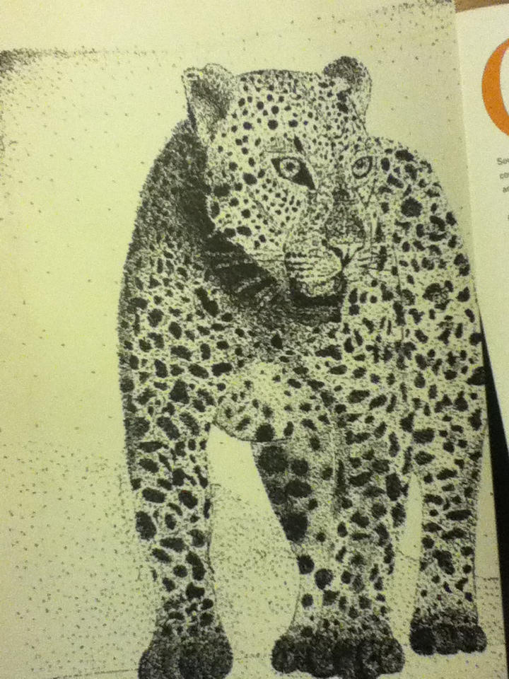 Leopard