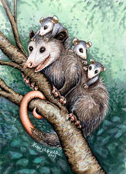 Opossum Totem Card