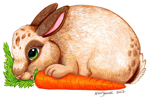 Bunny and Carrot