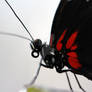 butterfly2