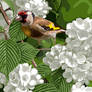 Goldfinch on snowball