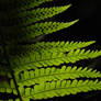 Sunlit Fern