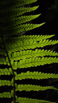 Sunlit Fern