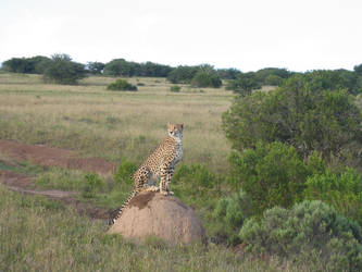 Cheetah on termite mound