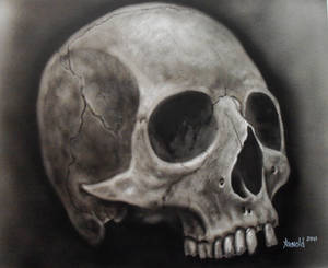 skull study