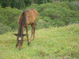 Caballo