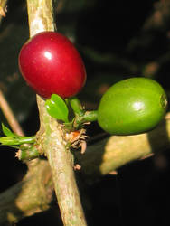 Fruits de l'amour