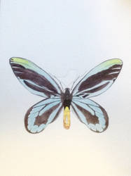 Queen Alexandra's Birdwing