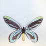 Queen Alexandra's Birdwing