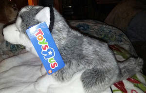 ''Siberian Husky''
