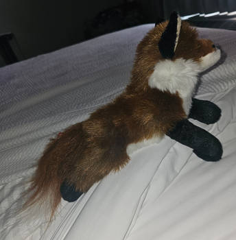 ''Douglas Small Red Fox''