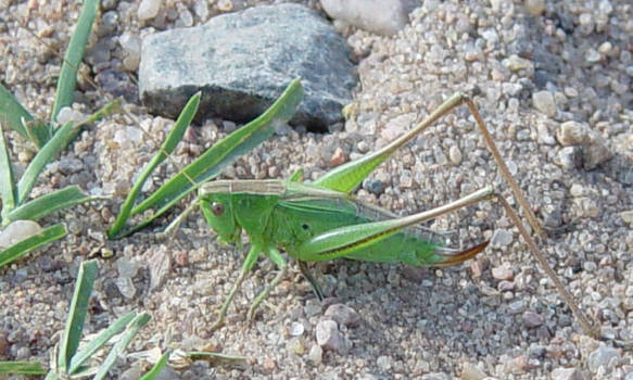 small grasshopper