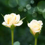 Bokeh Roses