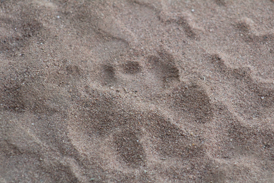 Leopard Track by wildside66 on DeviantArt