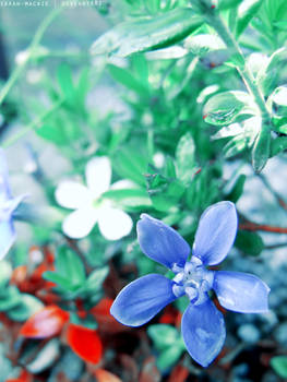 Les Fleurs Bleues