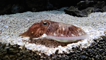 Cuttlefish