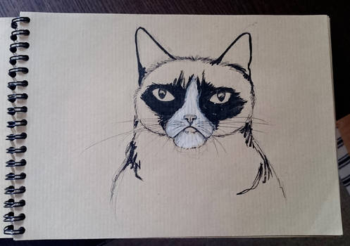 Grumpy cat