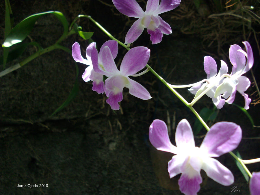 Orchids 1