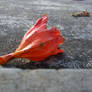 Fallen Flower