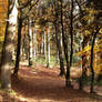 A bright autumn woods