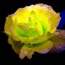 The Yellow Rose of Texas