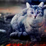 Smoky cat