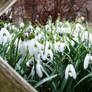 Raindrops or Snowdrops   ?