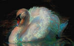 Soul of a swan