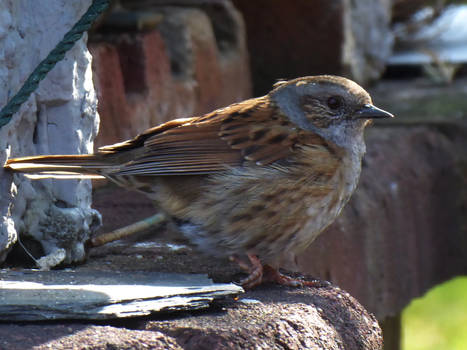 Dunnock - little singer