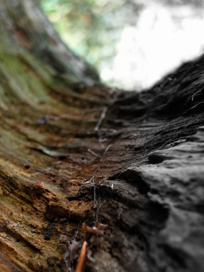 Fading Tree Fading Tree Waterfall by rakel78 on DeviantArt
