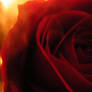 Fire Rose