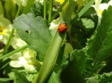 Ladybird 