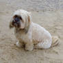 Dougal on the beach!