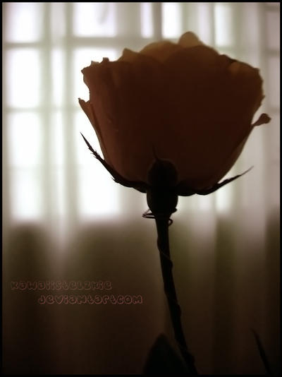 Silhouette of Rose ii