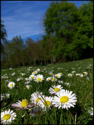 Daisies