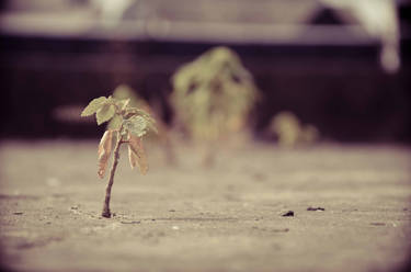 growing in the cement