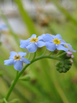 blue flower