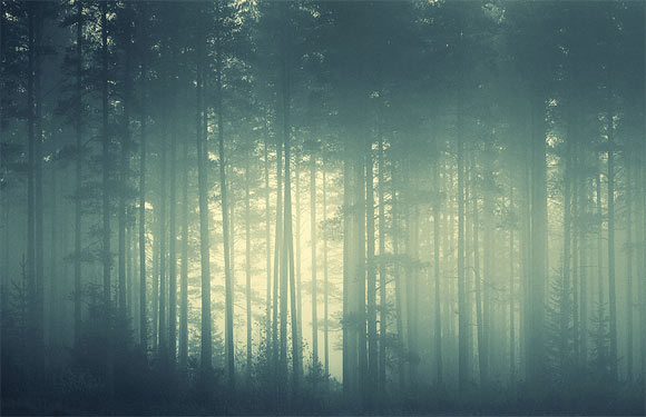 Foggy Forest