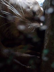 River Otter Eating TAIL