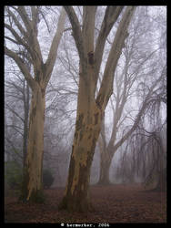 Trees In The Fog I