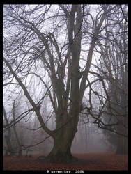 Trees In The Fog IV