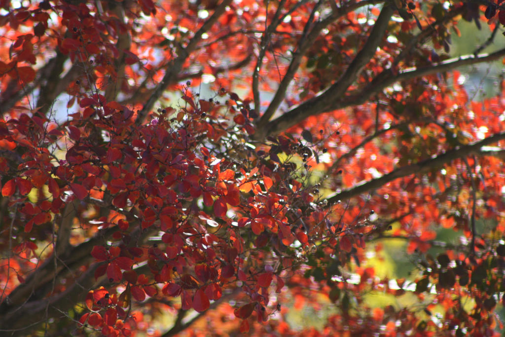 Red Autumn