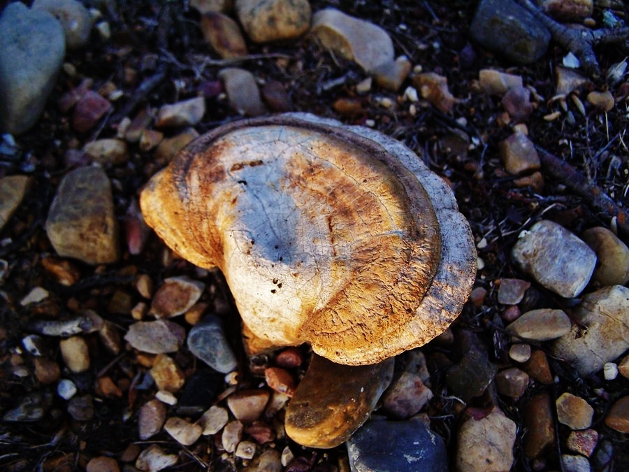 Lonely Little Shroom