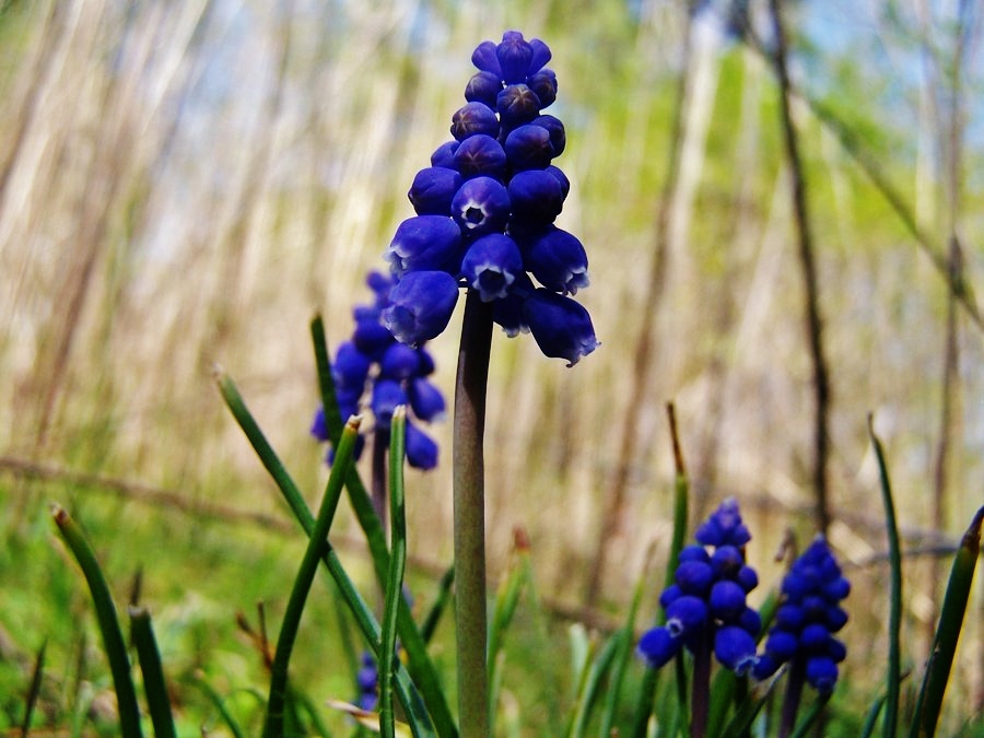 Grape Hyacinth