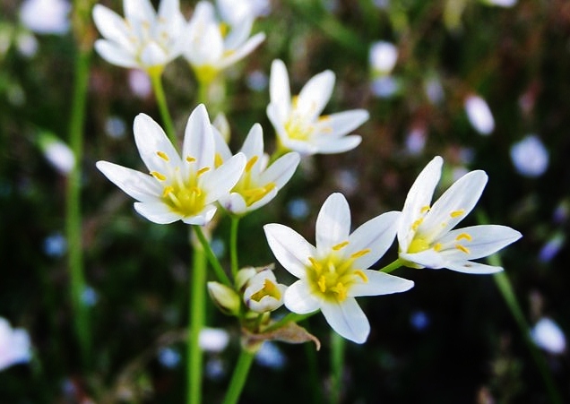 Small White Flowers